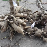 Kako sačuvati dalije zimi kod kuće